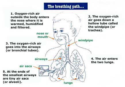 The breathing path explained.
